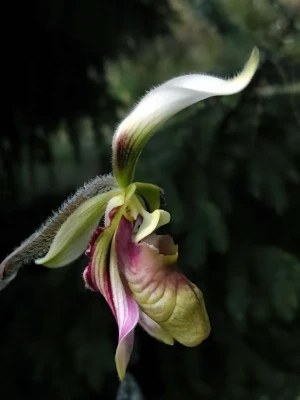 Image de Paphiopedilum sangii 2